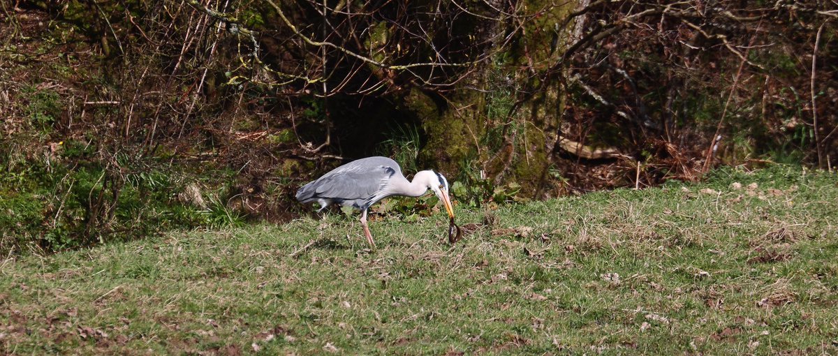 Heron having a River Lamprey for lunch. #wildlifephotography #wildlife #wildlifephotographer #nature #naturephotographer #NaturePhotography