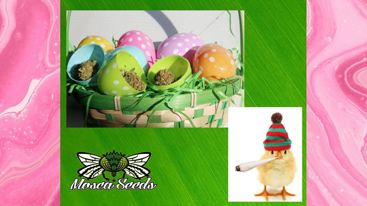 HAPPY EASTER from Mosca Seeds!🐣🐰🌿
Check out our BOGO on moscaseeds.com

#moscaseeds #cannabis #cannabiscommunity #cannabisculture #CannabisNews #Mmemberville #CannabisIllinois #ILCannabis #SupportLocalWeed