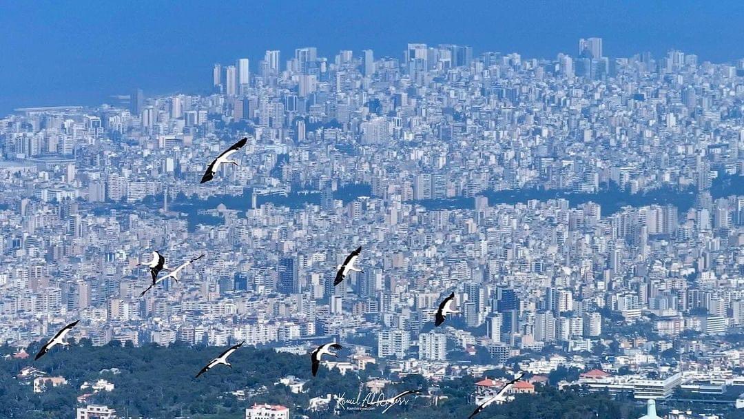 #لبنان هو أرض #الطيور_المهاجرة ، معبرها الطبيعي ومحطة استراحتها مسؤوليتنا جميعاً: أفرادا ومجتمع ودولة حمايتها والحفاظ عليها 🦅🦩

#دعوها_تعبر_بسلام 
#حافظوا_على_الطيور_المهاجرة
@kamilAlRayess 
@MoE_Lb_Official 
@MoaLebanon 
@GreenSoutherns