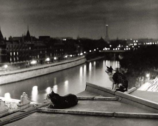 Robert Doisneau. Les chats, la nuit 1954. Paris miaou