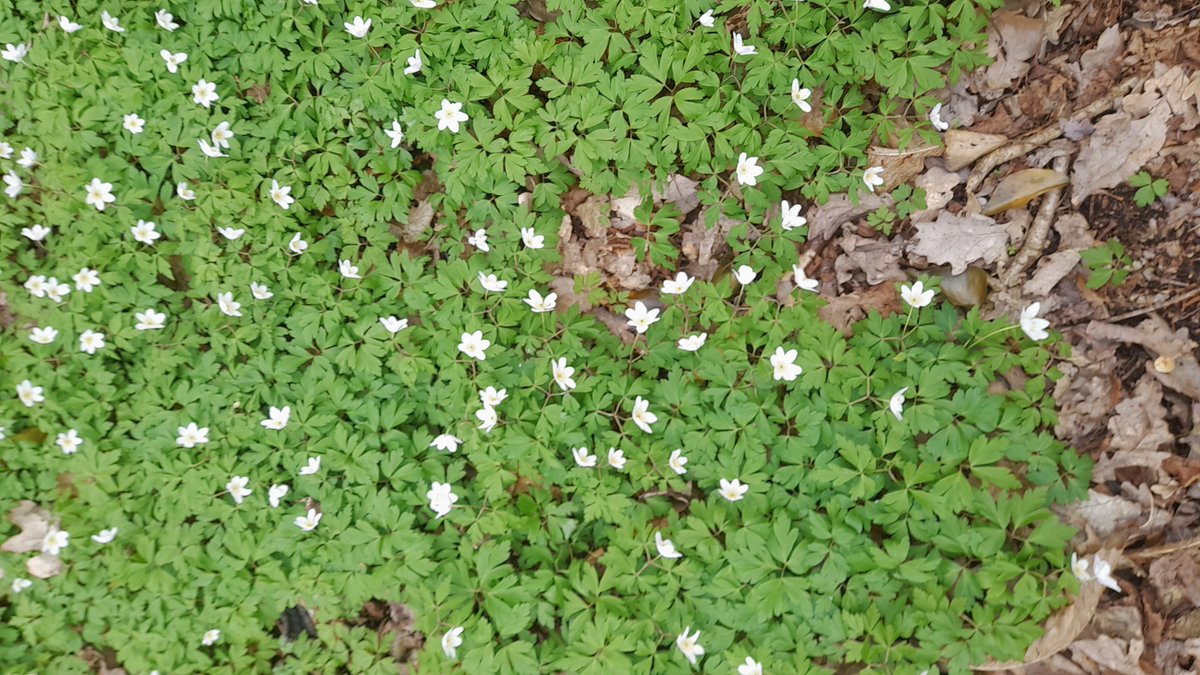 Ground Ivy (Glechoma hederacea), Common Primrose (Primrose vulgaris) and Wood Anemone (Anemonoides nemorosa) #woodlandplants #wildflowerhour