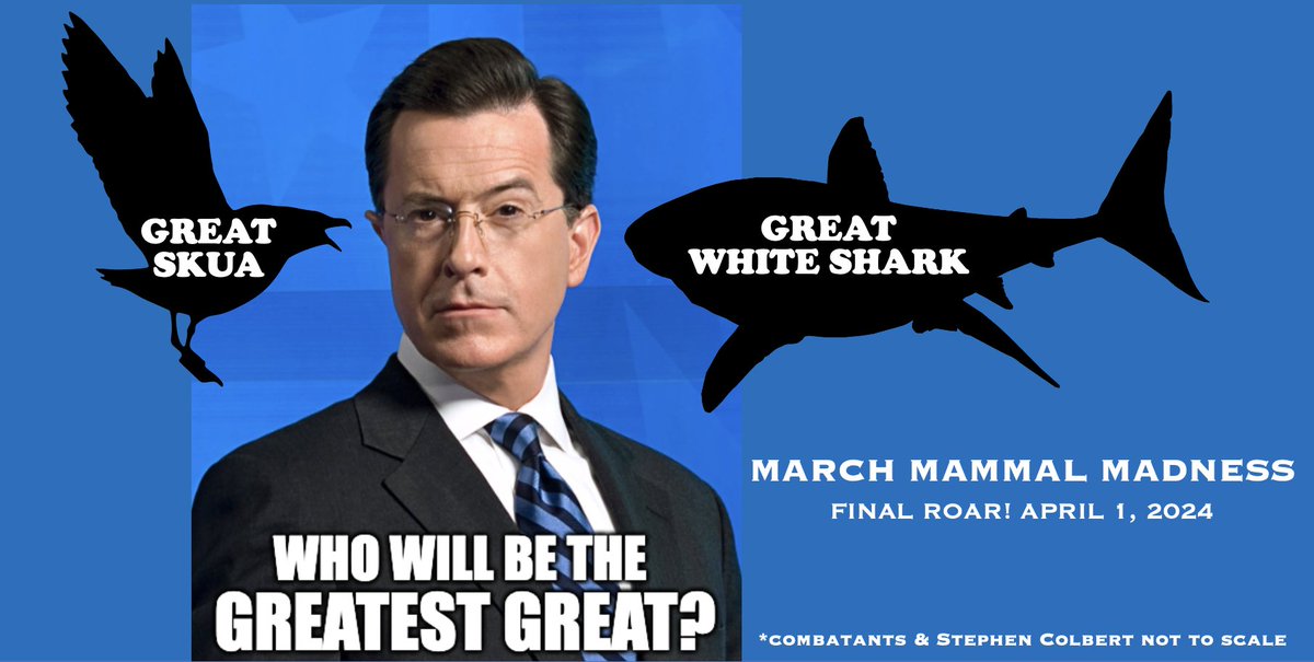 WHO WILL BE THE GREATEST GREAT when Great Skua &amp; Great White Shark meet tomorrow night in the Final Roar of #2024MMM?!?!