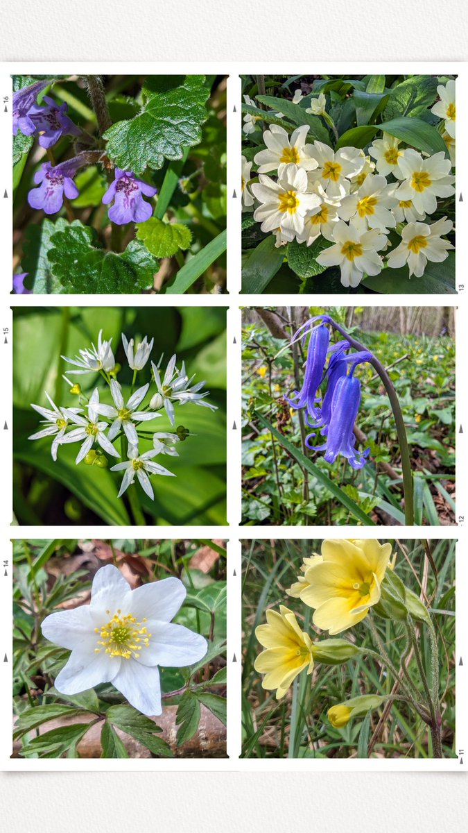 Plenty of #WoodlandFlowers starting to bloom, just in time for #WildflowerHour 💚 Clockwise from top left: Ground Ivy, Primrose, Bluebell, Cowslip/Primrose hybrid, Wood Anemone and Wild Garlic. #SignsofSpring #HappyEaster