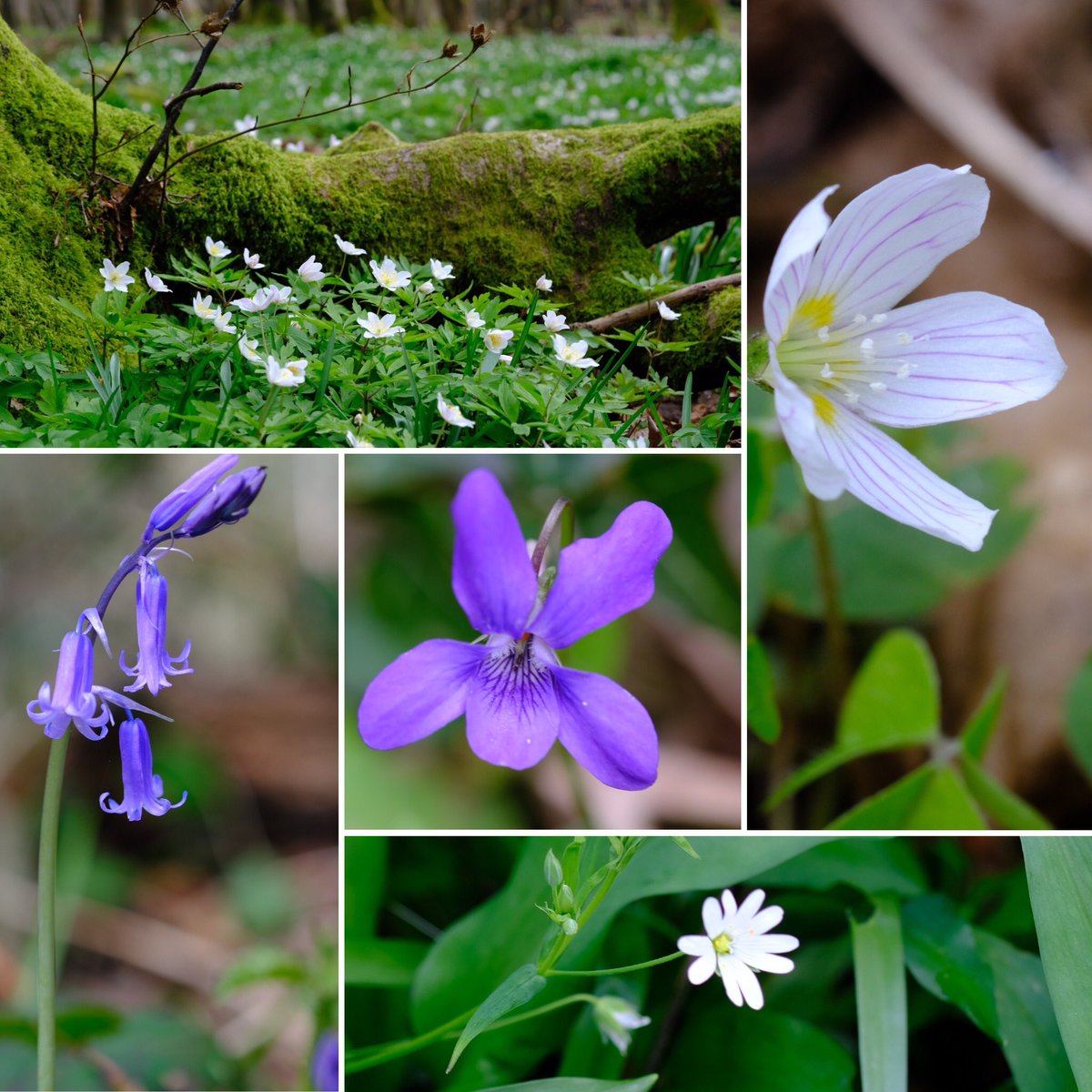#WildFlowerHour #WoodlandPlants Although the local Bluebell woods are largely green, there are occasional ones flowering, East Sussex.  Wood Anemones going strong in Birchden  Beech Woods plus a little Oxalis. Stitchwort and Common Dog Violet too locally.