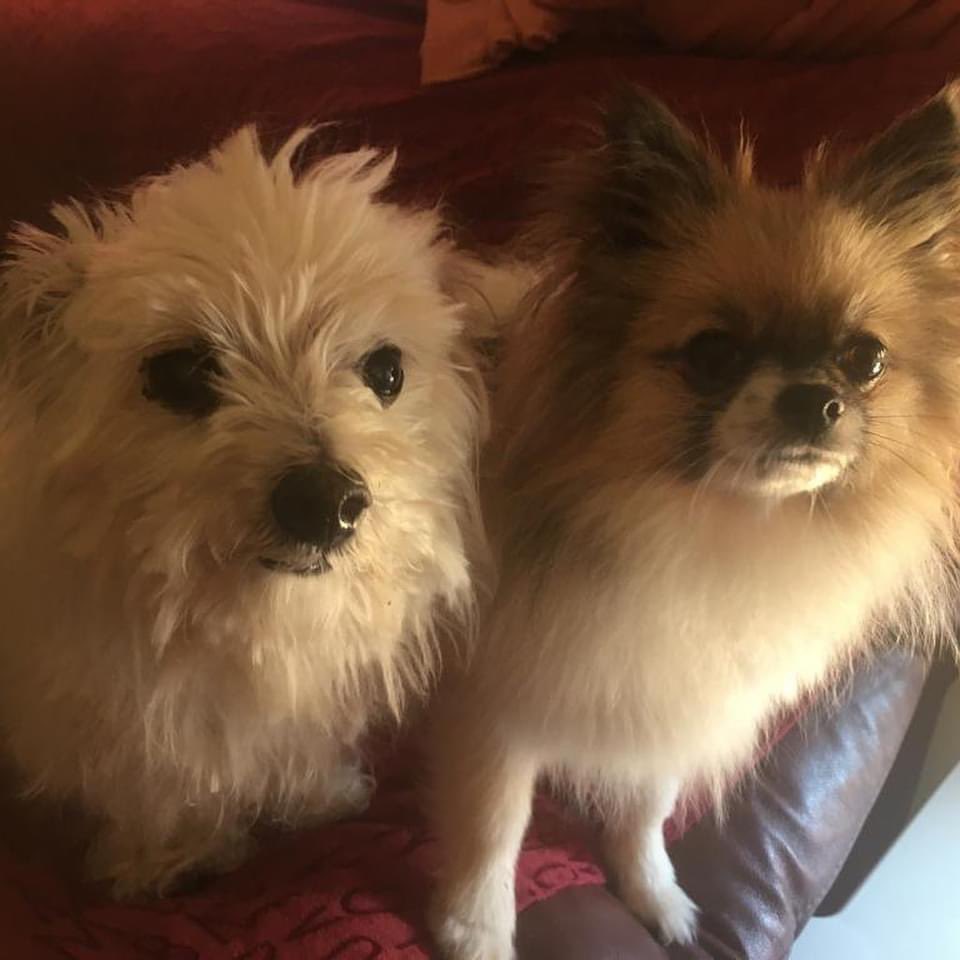 LoliNsD's tweet photo. Aquí unos que no entienden de cambio de hora!!!! Zeus &amp; Phoenix https://t.co/CvuhysHLRr
