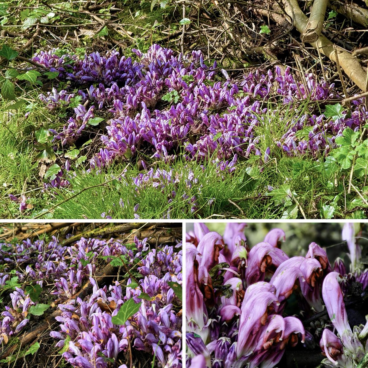A striking patch of Purple Toothwort (Lathraea clandestina). Has a pleasant  scent closeup.  #wildflowerhour #woodlandplants #lancashire ⁦@BSBIbotany⁩