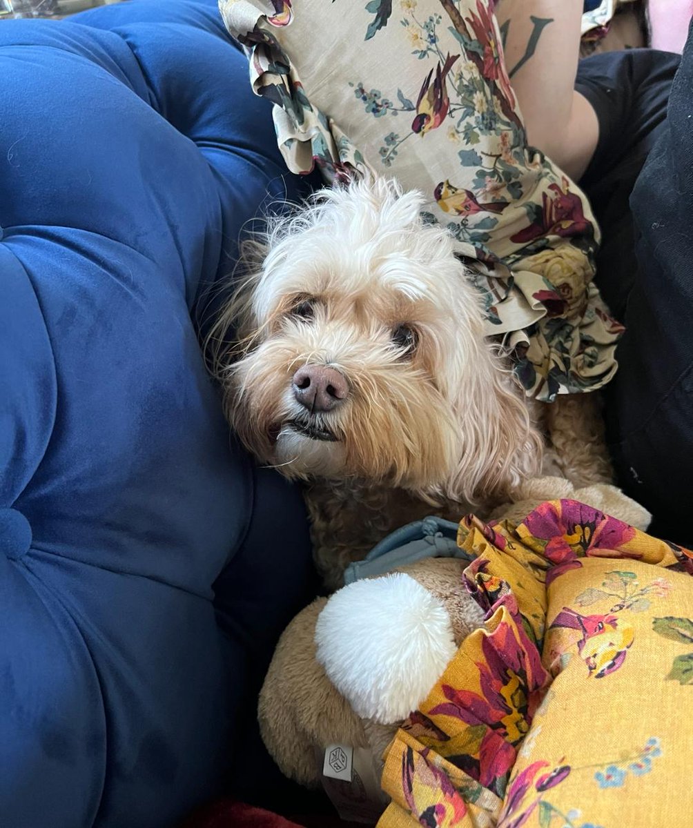 MarkHamill's tweet image. Easter Sunday At Stately HAMSTER MANOR
In many ways the perfect holiday in terms of bunny, colorful hidden eggs, baskets &amp;amp; much candy (chocolate, marshmallows, beans of jelly), also family including wife, all 3 children, granddaughter &amp;amp; trio of puppies.
#HallelujahHamills🙏🐰🥚