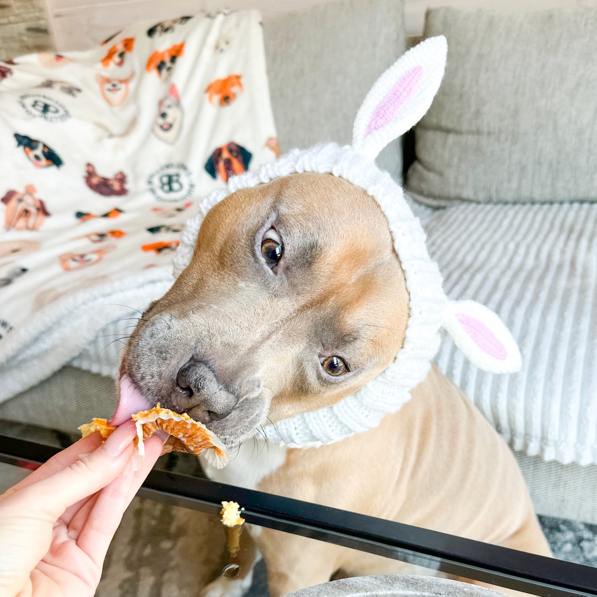 BullyBillows tweet media