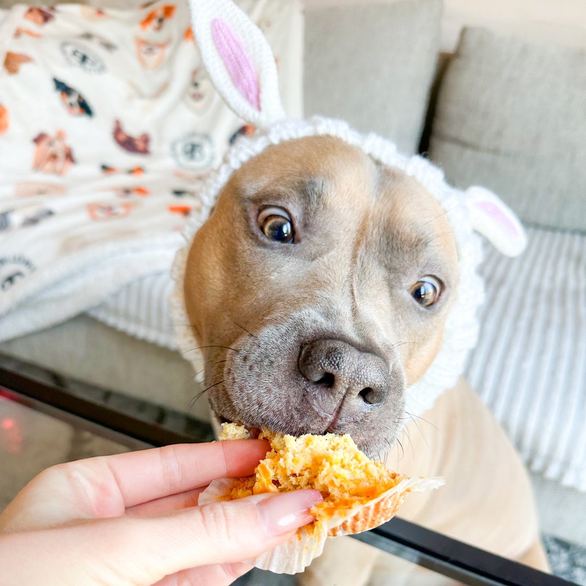 BullyBillows tweet media