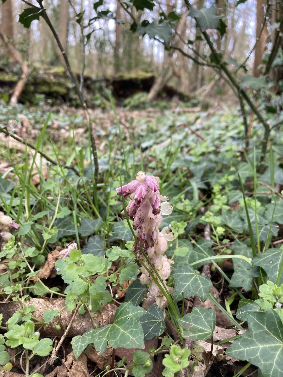 #woodlandplants #wildflowerhour Lathraea Squamata common toothwort? At High Elms, Bromley