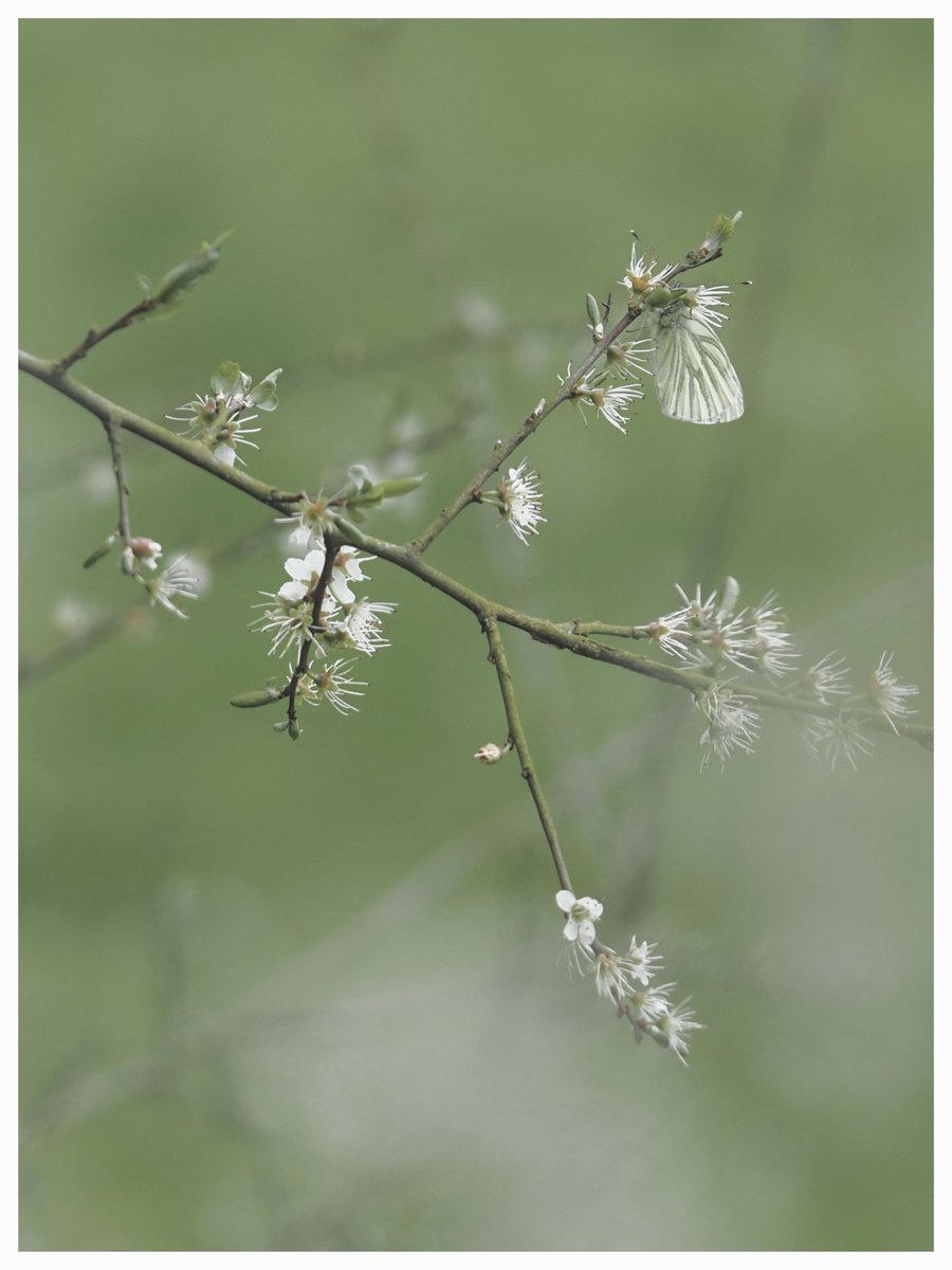Blackthorn with accidental Green veined white. #WildflowerHour