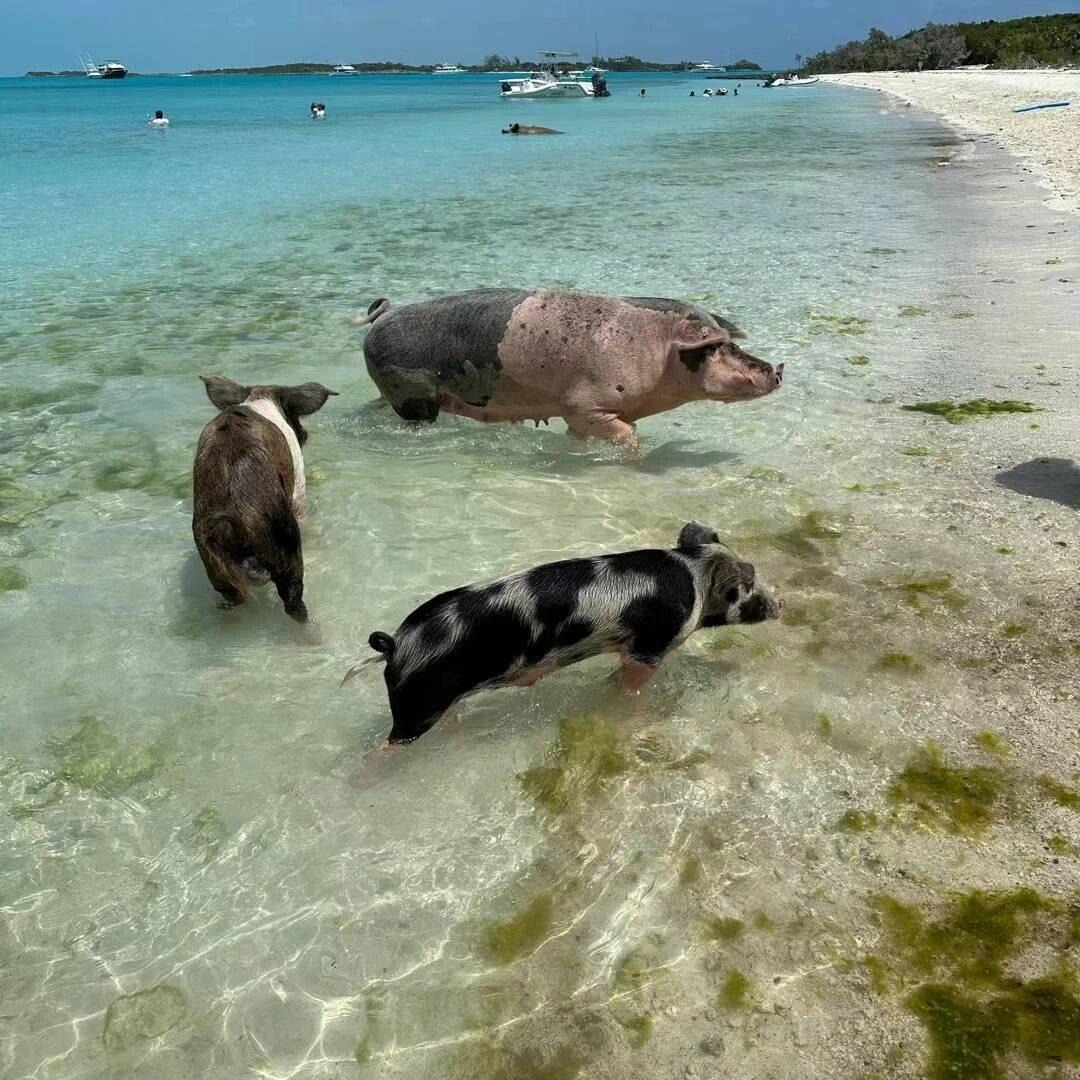 There really are cute little pigs that can swim🥰