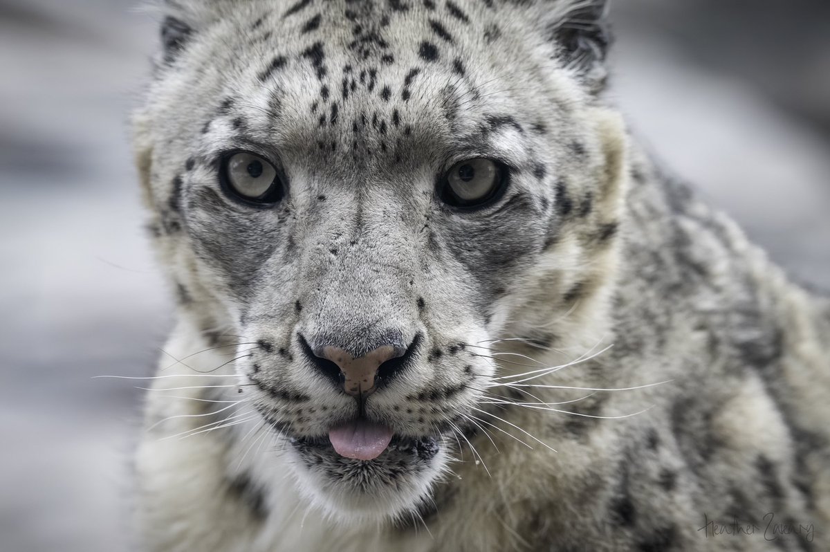 I promise this is the last of the Snow Leopard. He’s watching…. #SnowLeopard #TheTorontoZoo