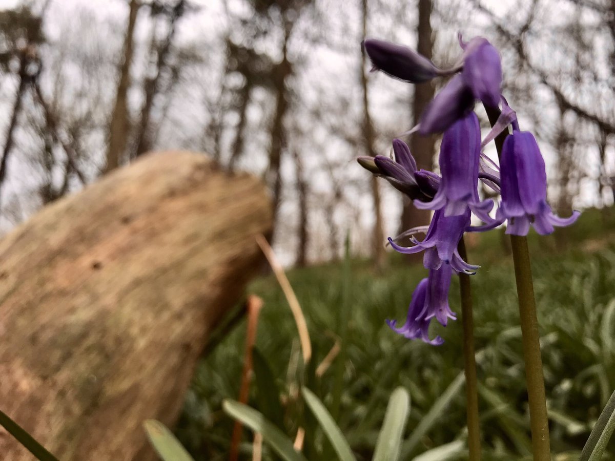 The bluebells in the woodland opposite my home are starting to flower #wildflowerhour #WoodlandPlants