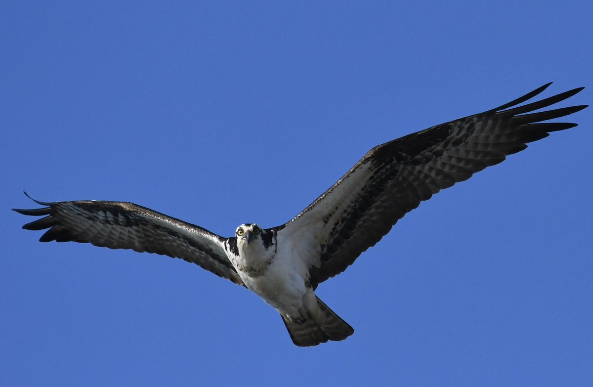 hurricane_sue's tweet photo. Eye to eye with a female Osprey at Nickerson Beach https://t.co/UYE835IuOz
