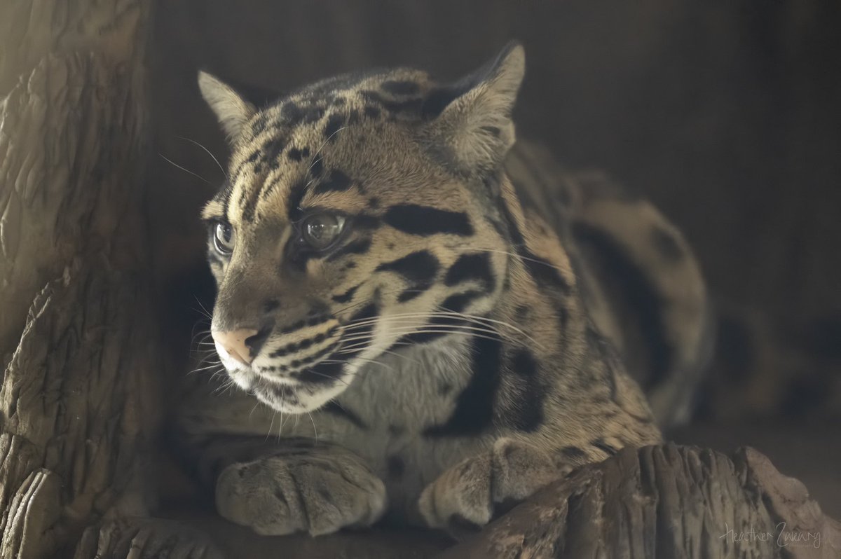 The last of the zoo photos - the clouded leopard is finally back #thetorontozoo #CloudedLeopard