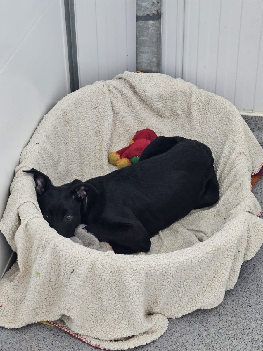 Galway SPCA tweet media