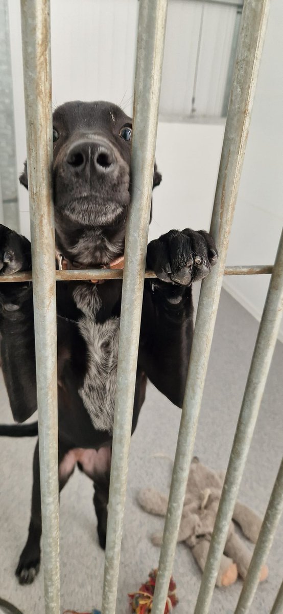 Not 1 application for our pup Halle who was hoping for a forever or foster home but plenty for the Yorkie who did go to foster and then an owner got in touch so she has gone home
Poor Halle is not coping well in our kennels since her sister got a home.
gspca.ie/rehoming/halle