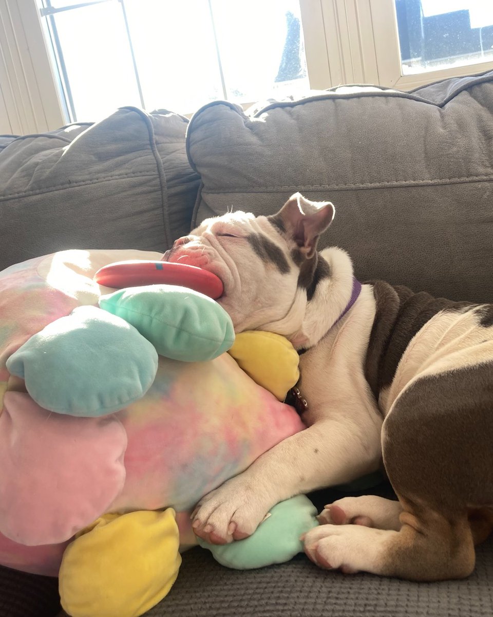 A young Bulldog was found by the NYPD, left on the street in a tied-up bag. Read about her incredible rehabilitation journey and adoption by her rescuer: bit.ly/3vu9lJ8 ❤️