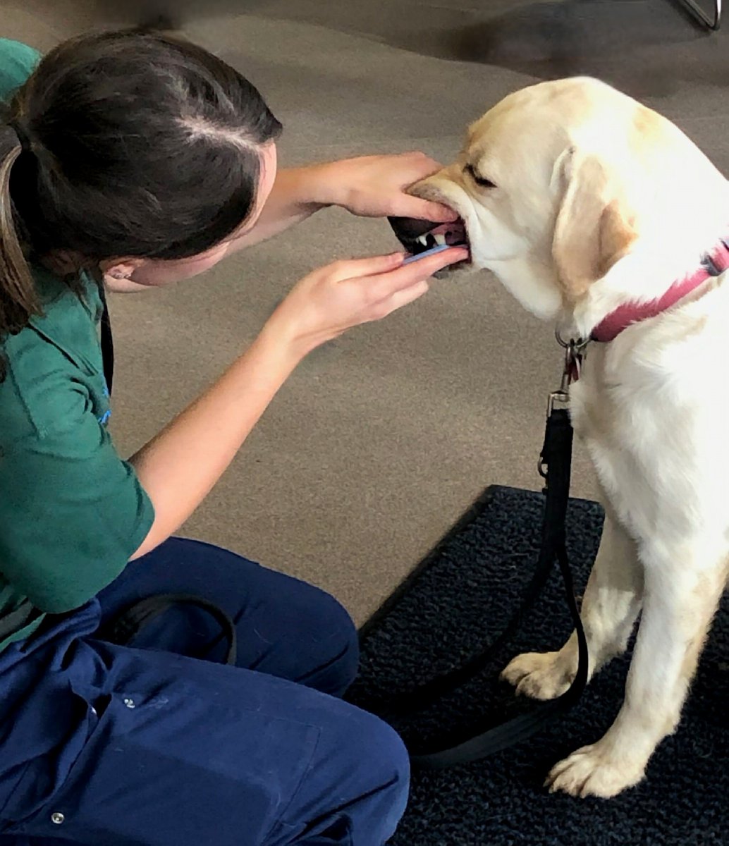 Oral Care Nurse Certificate 2024 🦷 Registration & course now open! This programme aims to provide nurses with the knowledge to deliver effective oral care clinics, drive awareness of oral health & identify pets in need of oral care attention. More here; members.bvna.org.uk/events/65bb8a3…