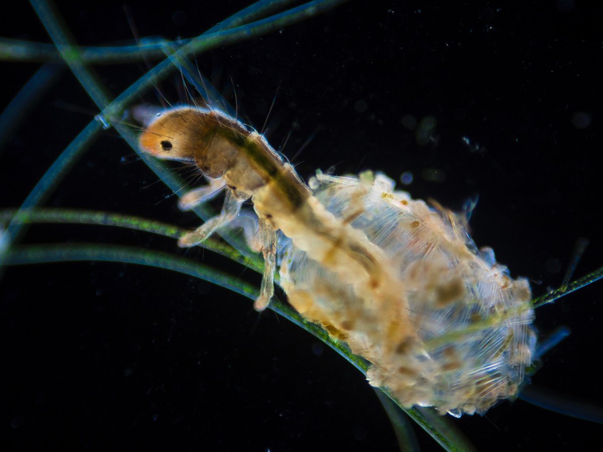 Foto Ruano tweet media