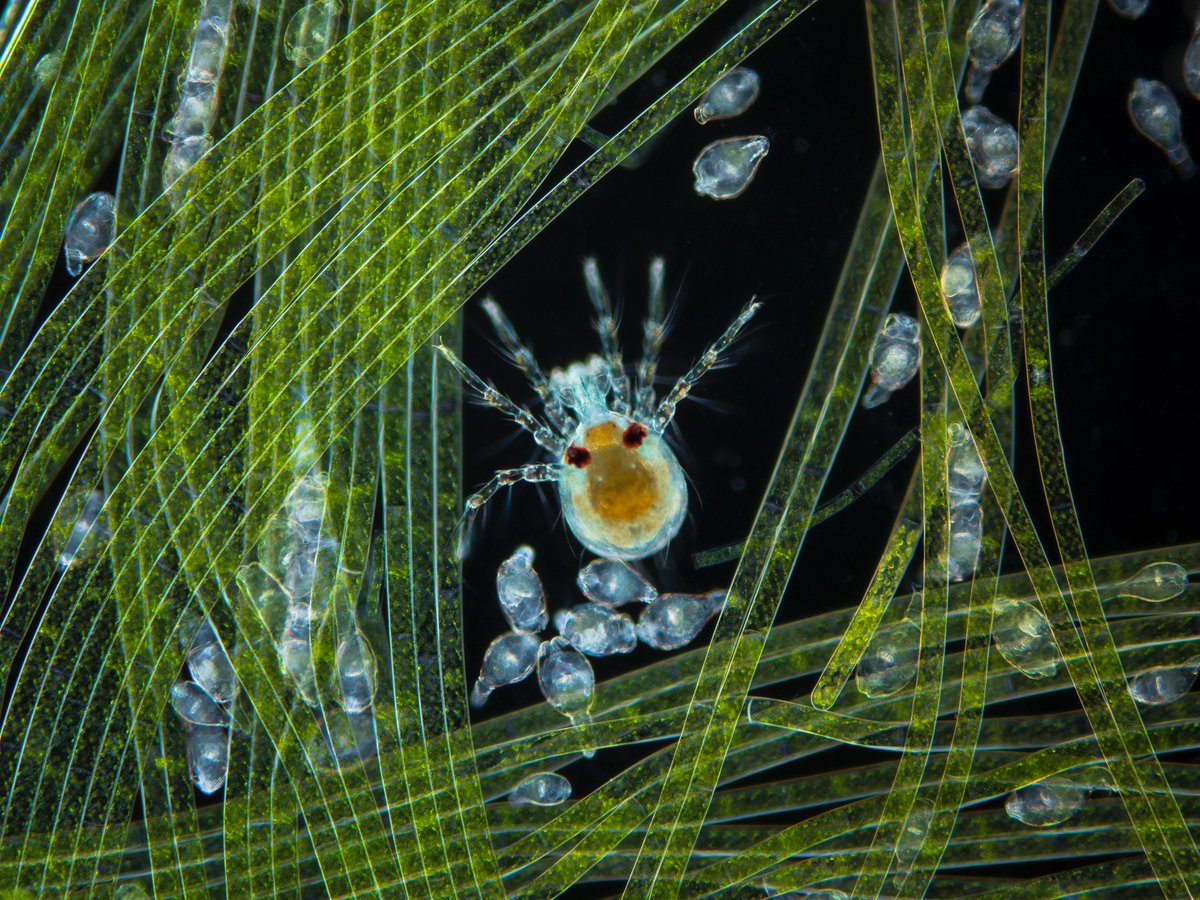 Foto Ruano tweet media