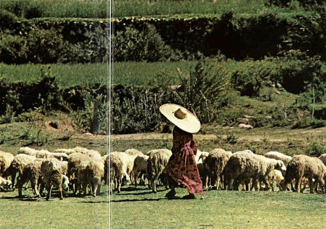 A shepherdess in the mountains north of Abha, Saudi Arabia, 1975