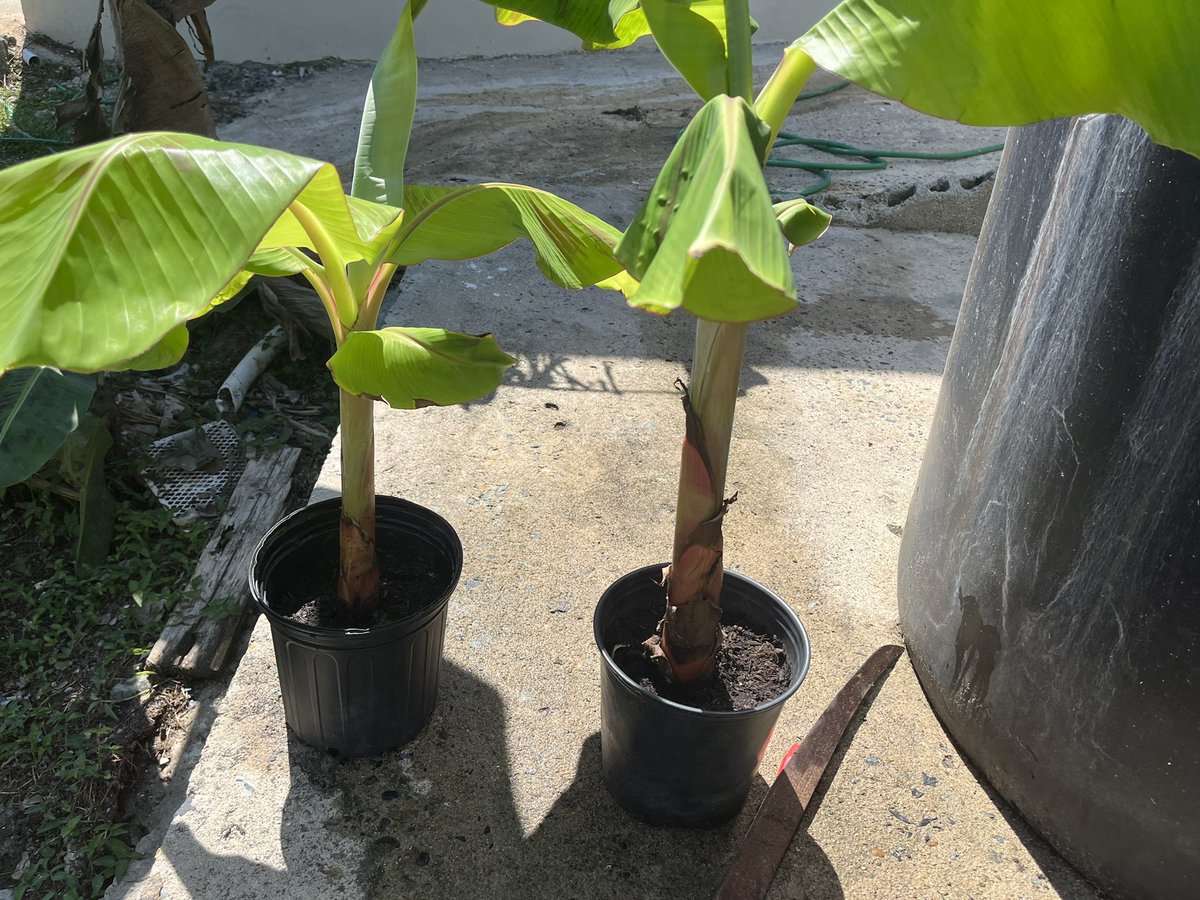 ManuelRoldanPR's tweet photo. Aqui se due una de las de Yona Lebrón @yonalebron #CuernoDeArce #Platanos 🪴☀️💚🇵🇷 https://t.co/BnXApiXu81