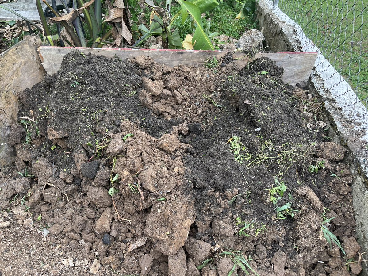 ManuelRoldanPR's tweet photo. Aqui se due una de las de Yona Lebrón @yonalebron #CuernoDeArce #Platanos 🪴☀️💚🇵🇷 https://t.co/BnXApiXu81