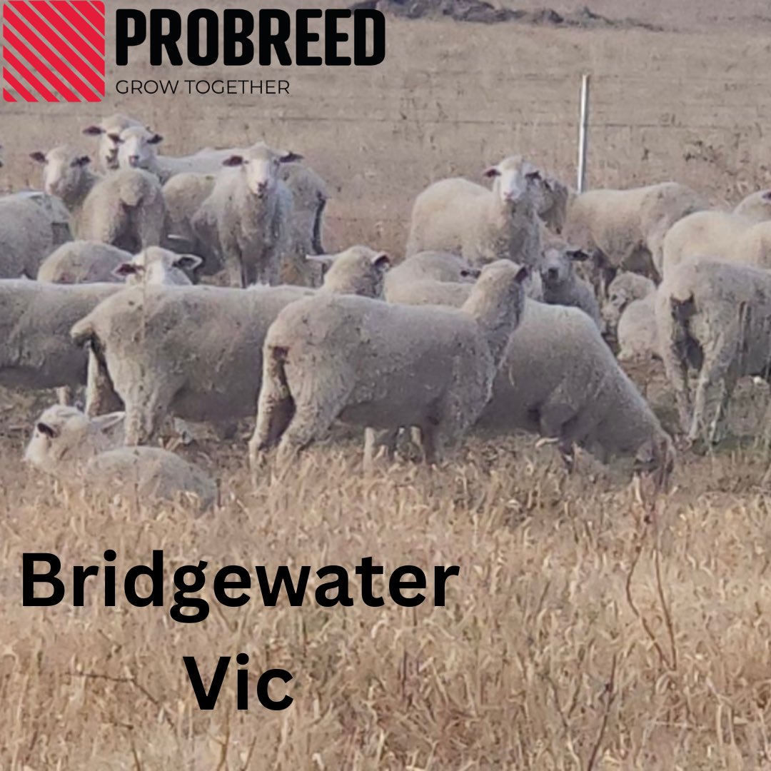 ProBreed's tweet photo. ProBreed Plus ewes 🐑 here at Bridgewater west of Bendigo with rams due to come out, breeding for diversified income, wool 22-24 Micron and lamb. Selection for welfare and easy to farm traits 👨🌾.
#ProBreed #ProBreedPlus #MaternalEfficiency #ProductionEfficiency #PrimeLambs #Wool #lamb