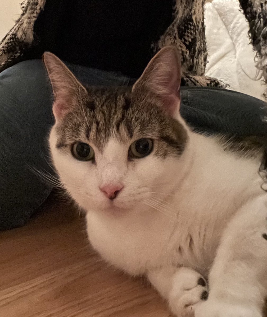 Angel’s looking for a 🏠 after her owner passed away. Initially timid, she’ll get very affectionate. She may suit a female adopter best in a 🏠 where she’ll be able to have the zoomies up & down the stairs! For + info tinyurl.com/wxrhvnk4 #AdoptDontShop #CatsOfTwitter #CatsOfX