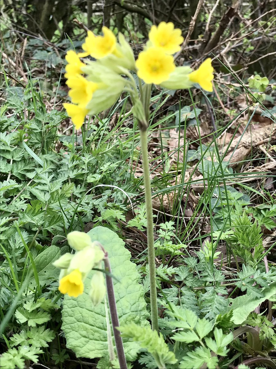 Lovely Cowslips 😊So pleased to see this flower back in action. One of my favourite sights of Spring #wildflowerhour