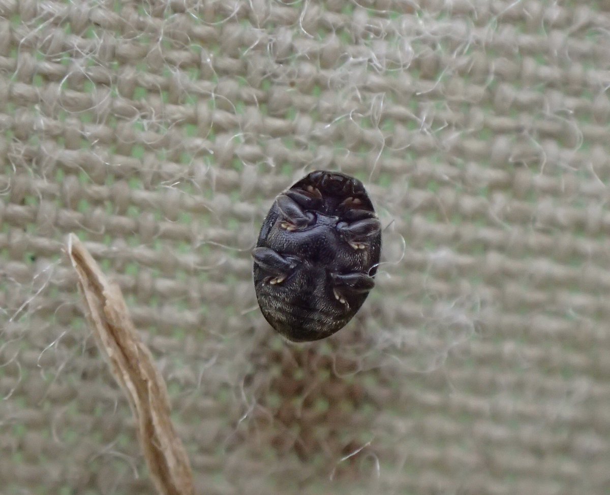 Scymnus haemorrhoidalis (Red-rumped LB), S. interruptus (Red-flanked LB), and another new #LadybirdYearList species for me, Scymnus femoralis (Heath LB), which was a nice surprise! #VC40Ladybirds #MicroLadybird