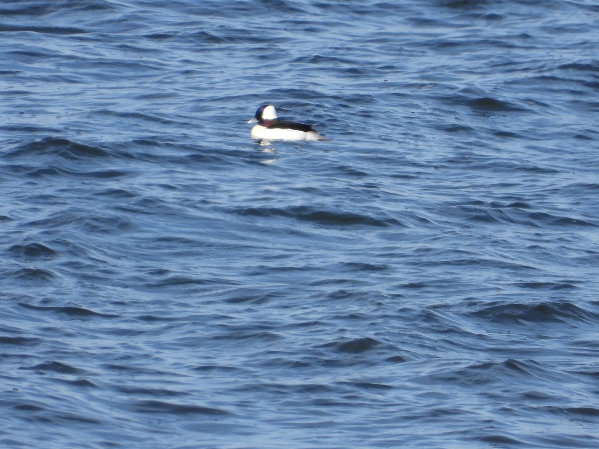BirdCamBot's tweet photo. Couldn't resist the chance to see the bufflehead in Loch Leven @RSPBScotland https://t.co/7ahtHM4wWz
