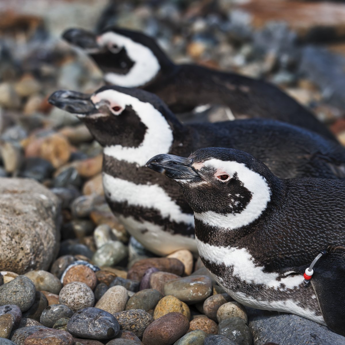Join us for a Penguin Beach @exploreorg webcam Q&A chat on Wednesday, April 3, at 2PM PT! You can submit your questions here or in the camera comments. Chat soon! pacific.to/penguincam