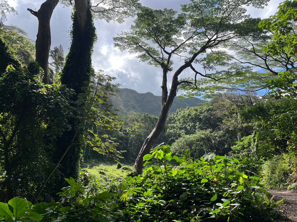 I wish I could start every work day with a jungle hike. Researching in beautiful Hawai’i is such a treat. Golden nuggets in the archives, sunshine, sea and stunningly beautiful surroundings. Mahalo, Oahu.