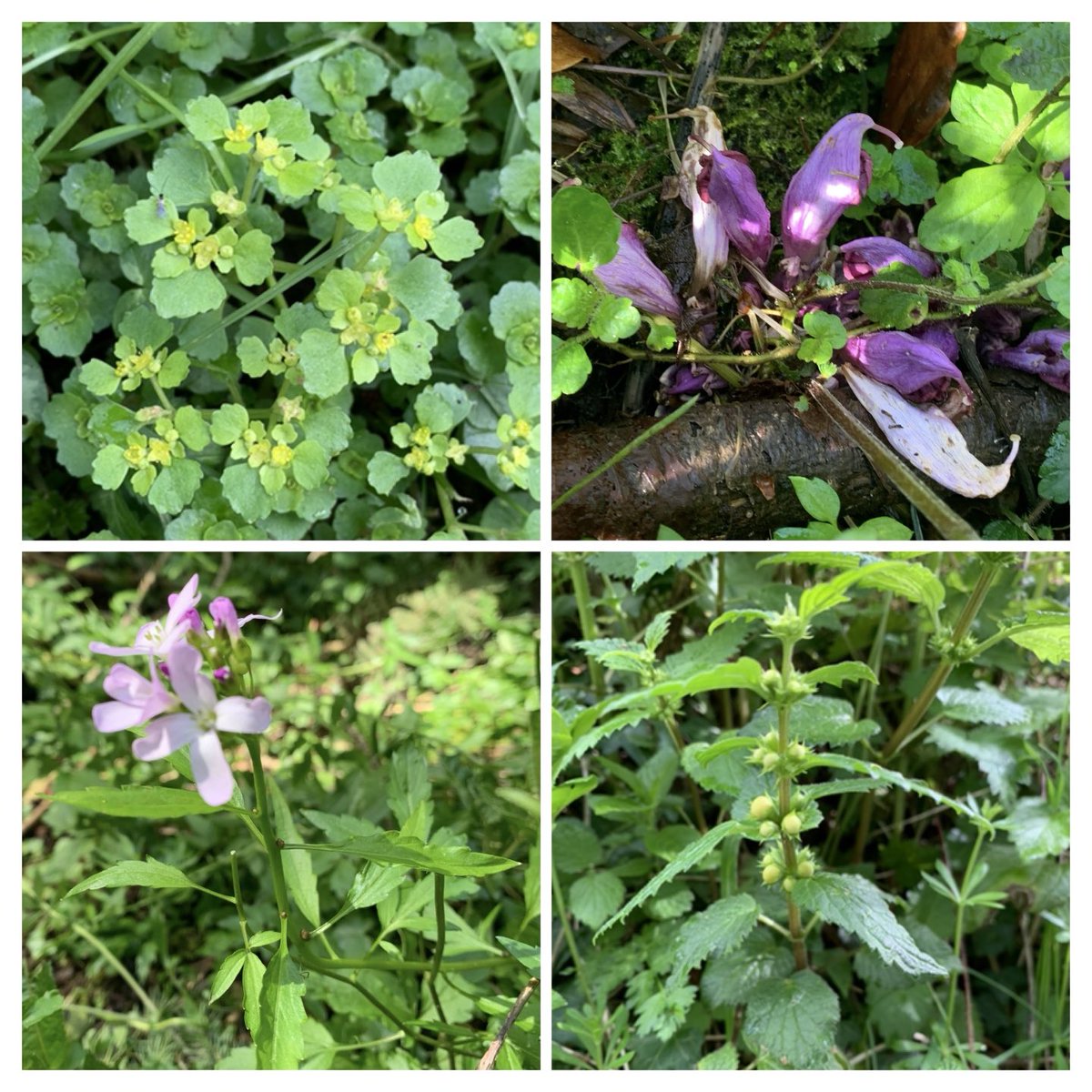 Some #WoodlandPlants from this week for #WildflowerHour Common Toothwort & Wood Anemone, Moschatel, Primrose, Lesser Celandine & more Wood Anemone; Opposite-leaved Golden Saxifrage, Purple Toothwort, Yellow Archangel and Coral-root. All Wiltshire