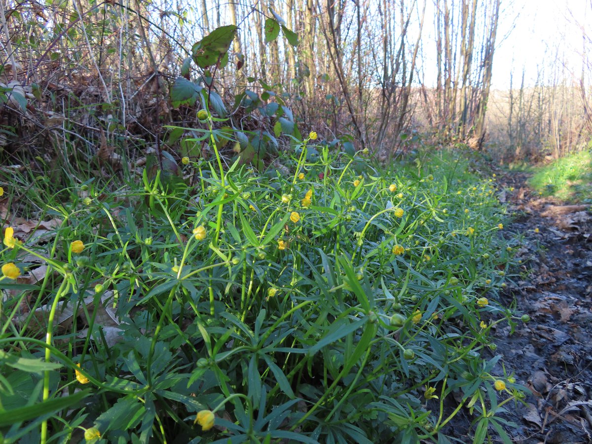 The perfectly imperfect local patch of Goldilocks Buttercup is also flowering, and expanded its patch by a few meters this year.
#wildflowerhour #woodlandplants