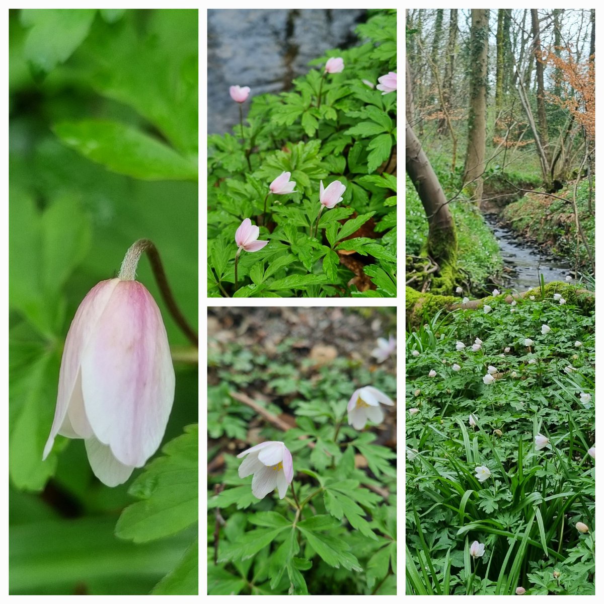 An annual wander from home to a favourite woodland...subtlety in the understory...wood anenomes are an indicator of ancient woodland and spread slowly by their roots #WoodlandPlants #WildflowerHour @wildflower_hour @BSBIbotany @DerbysWildlife