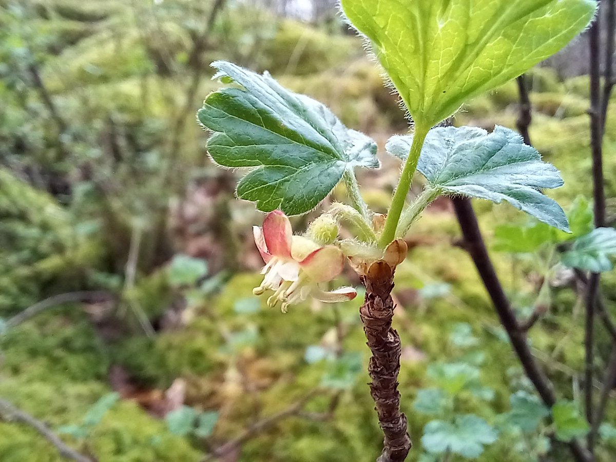 Gooseberry, Ribes uva-cripsa. So frequently encountered in the limestone woods of North #Lancashire & South #Cumbia at the moment. Yet it will soon become inconspicuous.
#WoodlandPlants for #wildflowerhour