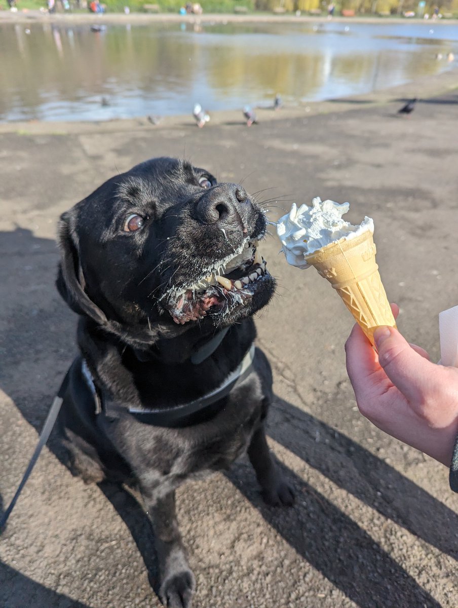 Hey pals! How you all doing? Sorry we've been away again, Mum and Dad have been super busy with work and stuff. Not too busy to take me to the park though AND I got an Ice Cream! As you can see, I only enjoyed it a little bit 👀🐾🐾