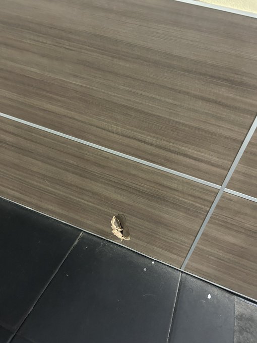 &ldquo;fuck&hellip;. Nah I mean ooopsie&rdquo;  🤷🏻&zwj;♂️😂😂 https://t.co/Zfmv4jBkSQ<a href="/tag/backday"class="tags"><span>#backday</span></a><a href="/tag/lfg"class="tags"><span>#lfg</span></a>