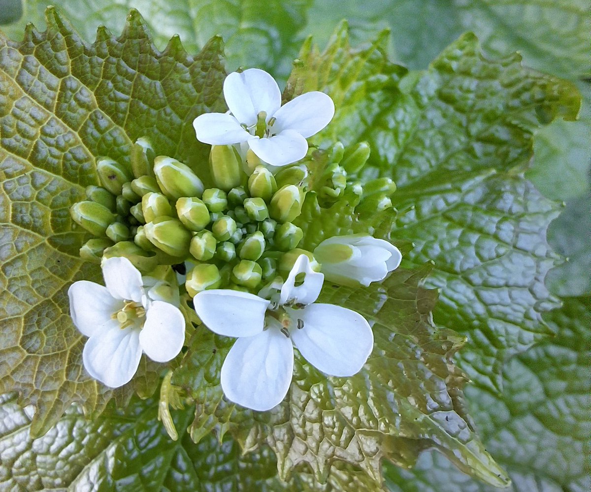 tootingrastafc's tweet photo. Jack-by-the-hedge #wildflowerhour #WoodlandPlants https://t.co/1NBG2pOEFs