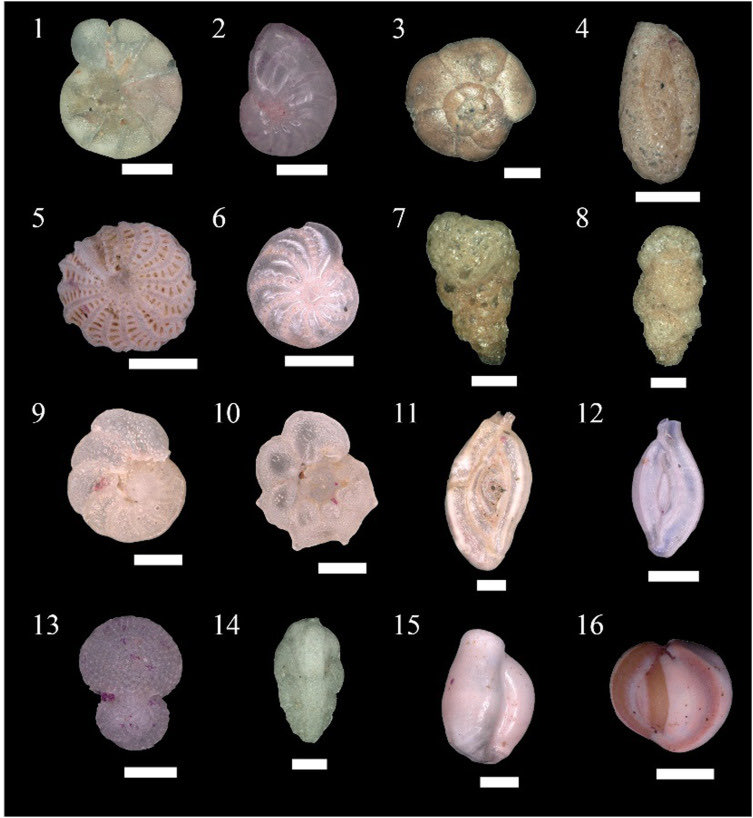 ForamsNews tweet media