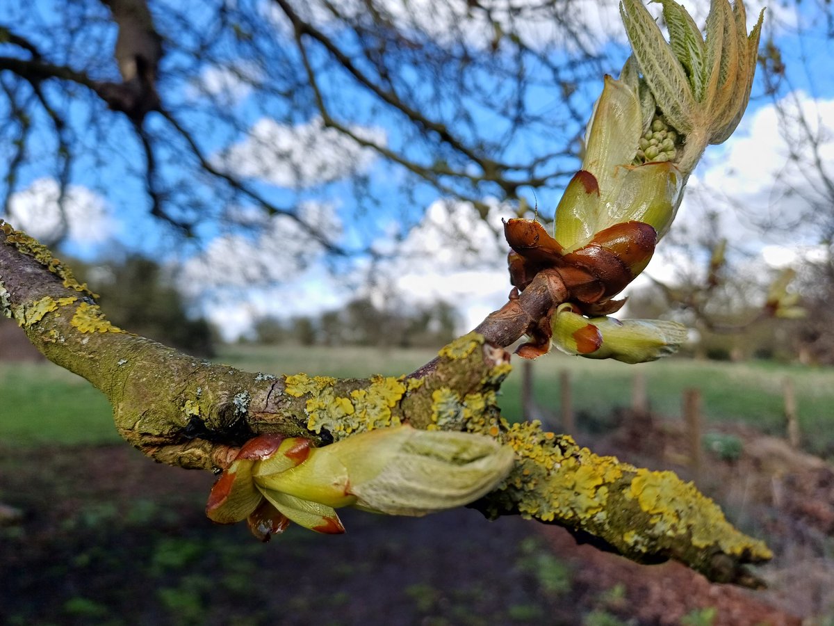 Lovely to see the horse chestnut 'stickybuds' #wildflowerhour