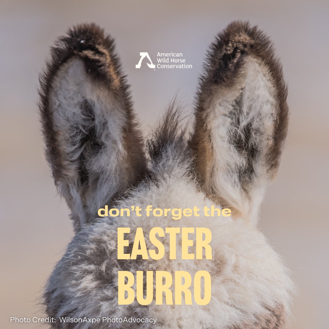 Everyone seems to forget about the Easter Burro! The Easter Burro is a fluffy guy just minding his own business, digging for water and casually leaving oases to spring up in his wake. He nourishes his fellow wildlife by creating springs initiating springtime. No big deal!