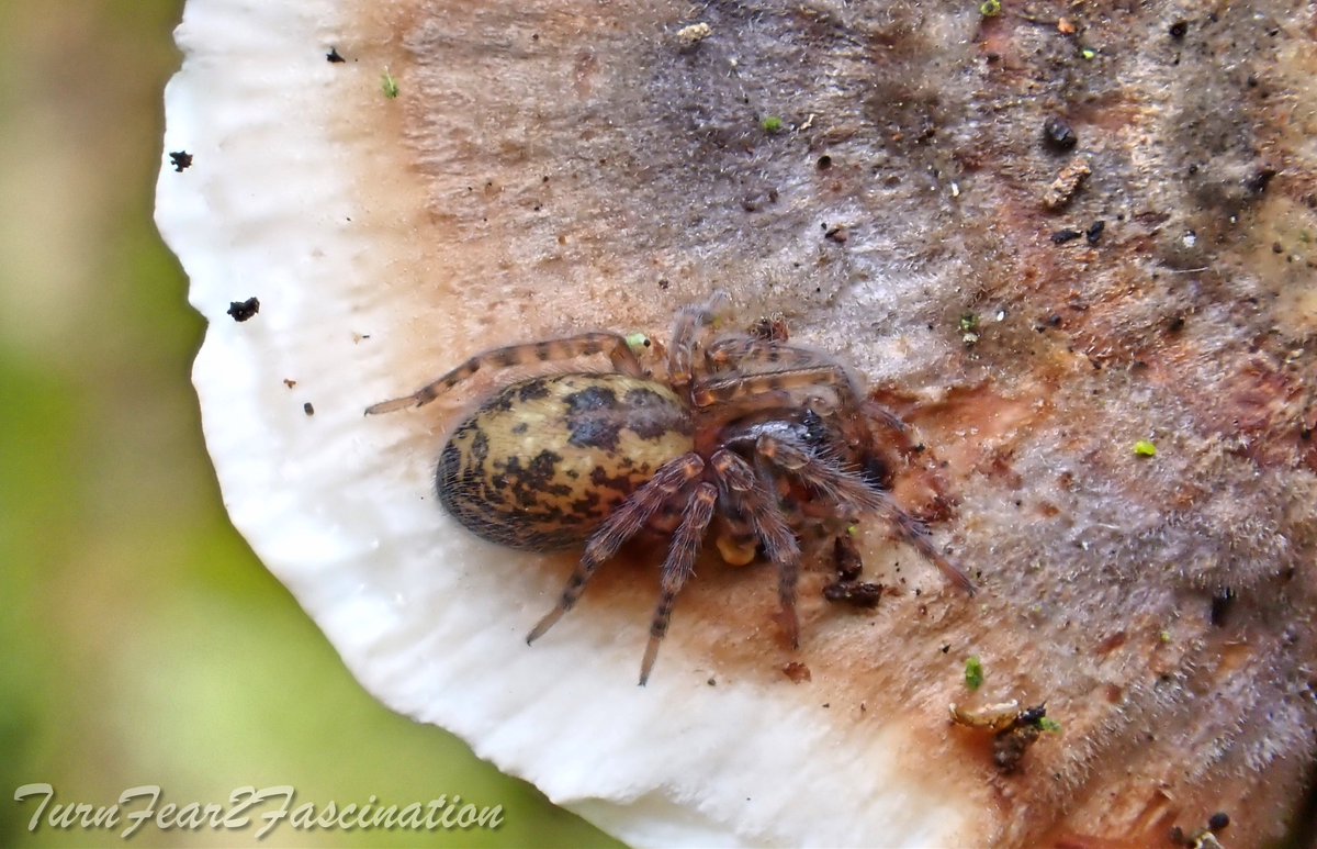 Textures, colours and shapes! Isn't the natural world just wonderful! I captured these images of a juvenile Amaurobius similis sitting on a TurkeyTail fungus and although the day was dull, I was smiling! #TurnFear2Fascination #LoveSpiders