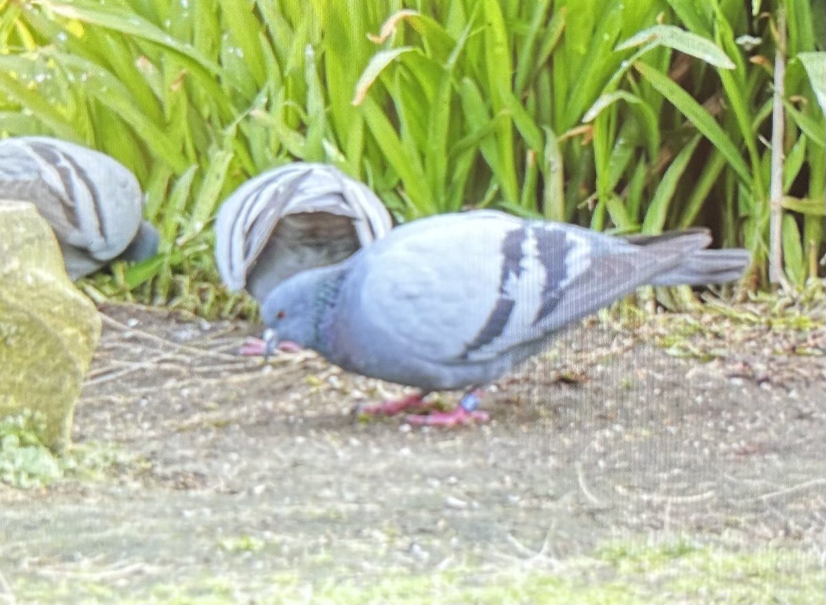 This year’s 1st visit to @CCBOIE started with 2 Carrion Crow yesterday and 2 Hawfinch today. But highlight was first day of @_BTO Rock Dove RAS finding ‘BH’. He was originally ringed as adult in June 2016 and at 7 years 9 months 27 days is now the oldest ever recorded! @_EURING