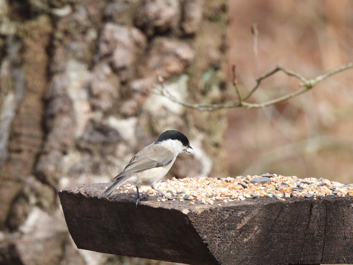 I had an awesome time with @GreeneIndy… there is another tour in a couple of weeks too! We saw loads including my first Goshawk, Woodlark and Black Oil Beetle, and Marsh Tit, Sparrowhawk and so much more!