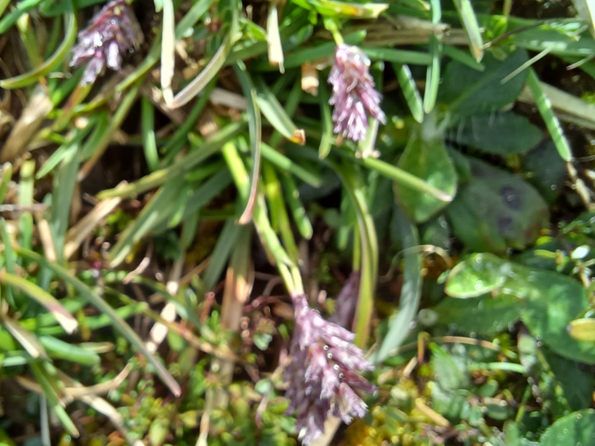 #Wildflowerchallenge. Blue Moor Grass (Sesleria caerulea) on limestone in N. Lancs.